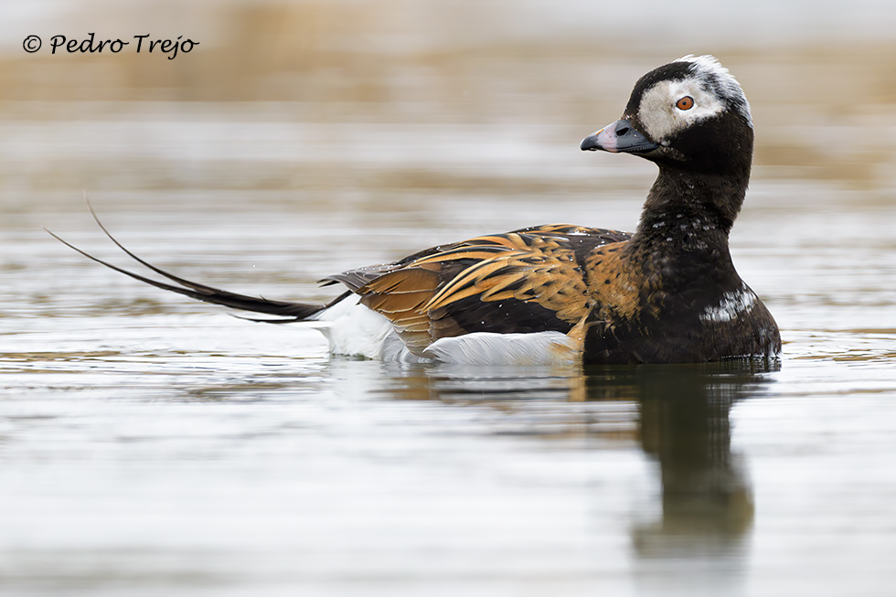 Pato havelda (Clangula hyemalis)